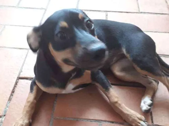 Cachorro ra a Indefinida idade 2 a 6 meses nome Esmeralda