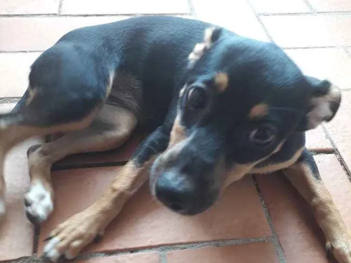 Cachorro ra a Indefinida idade 2 a 6 meses nome Esmeralda