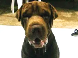 Cachorro raça Shar-pei idade 1 ano nome Chavier