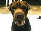 Cachorro raça Shar-pei idade 1 ano nome Chavier