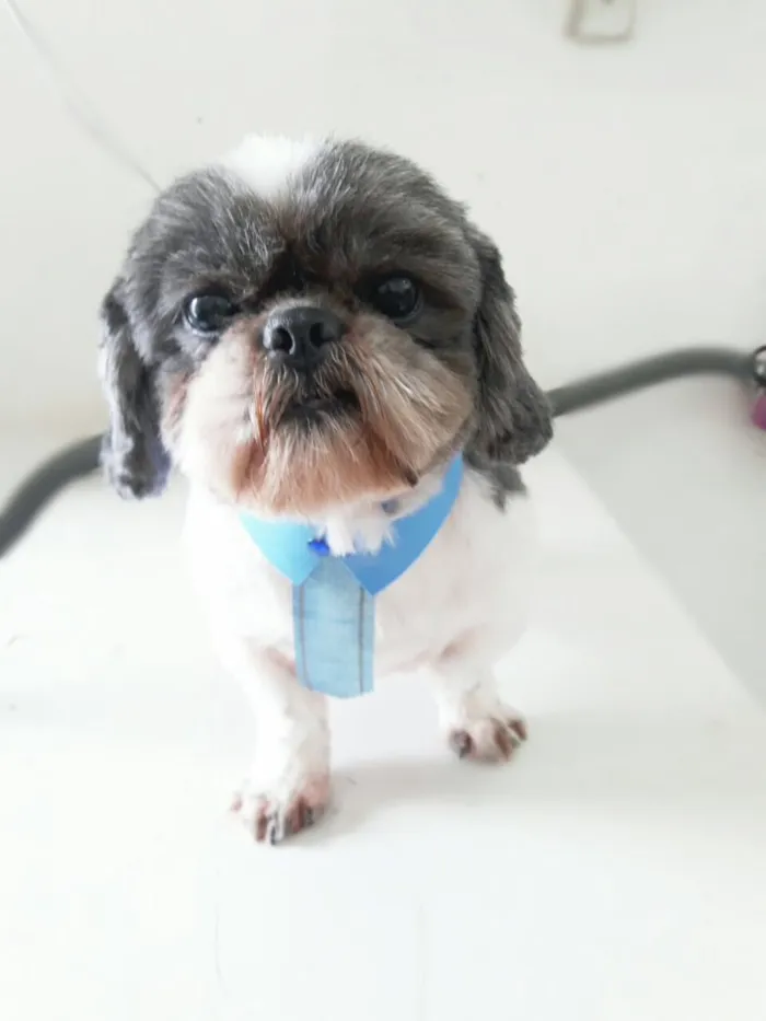 Cachorro raça Shitzu idade 4 anos nome Sem nome