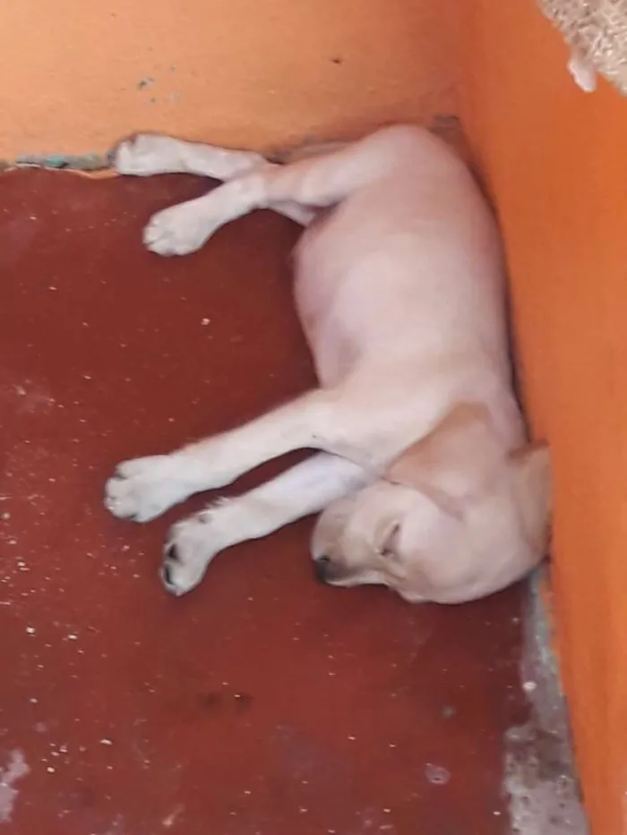 Cachorro ra a Pudo com lavrador idade  nome Betovem