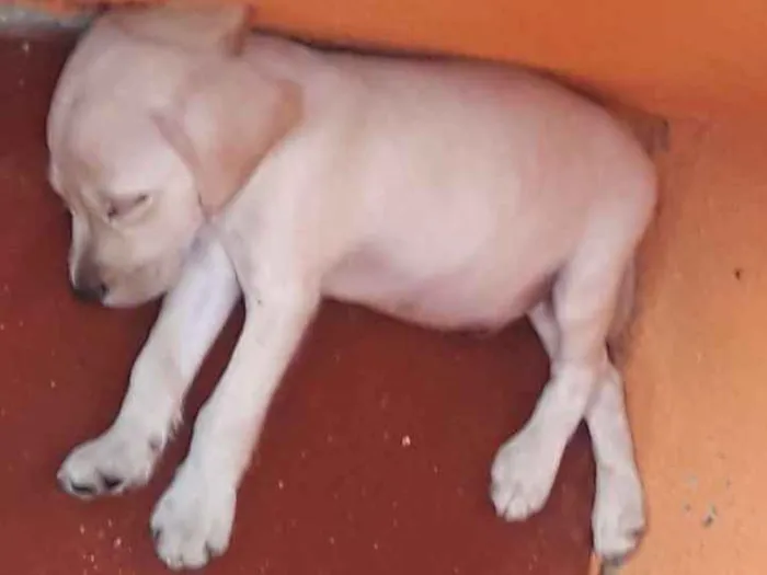 Cachorro ra a Pudo com lavrador idade  nome Betovem