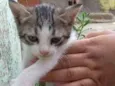 aninha