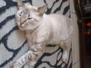 Gato raça Siames idade 4 anos nome Fio