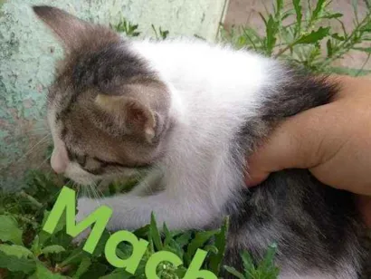 Gato raça pé duro idade Abaixo de 2 meses nome Nino