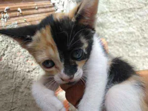 Gato raça pé duro idade Abaixo de 2 meses nome Nina