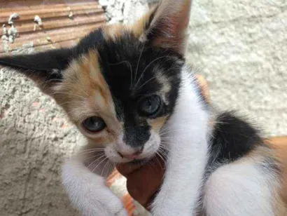 Gato raça pé duro idade Abaixo de 2 meses nome Nina