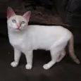 Apolo
