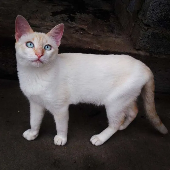 Gato ra a SRD idade 7 a 11 meses nome Apolo