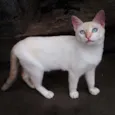 Apolo