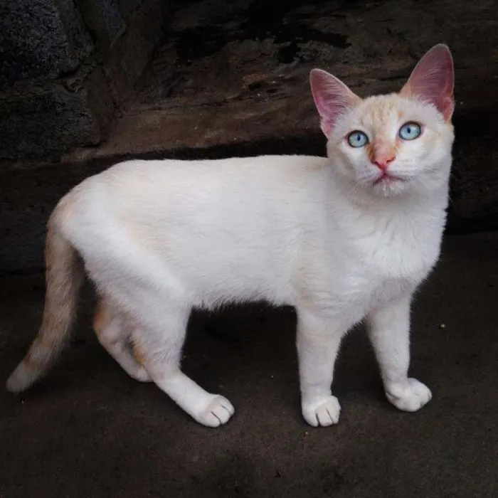 Gato ra a SRD idade 7 a 11 meses nome Apolo