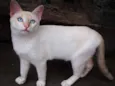Apolo