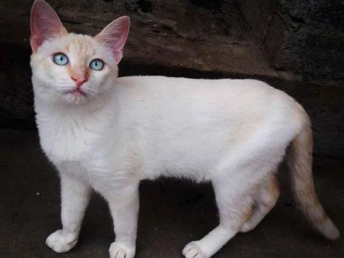 Gato ra a SRD idade 7 a 11 meses nome Apolo