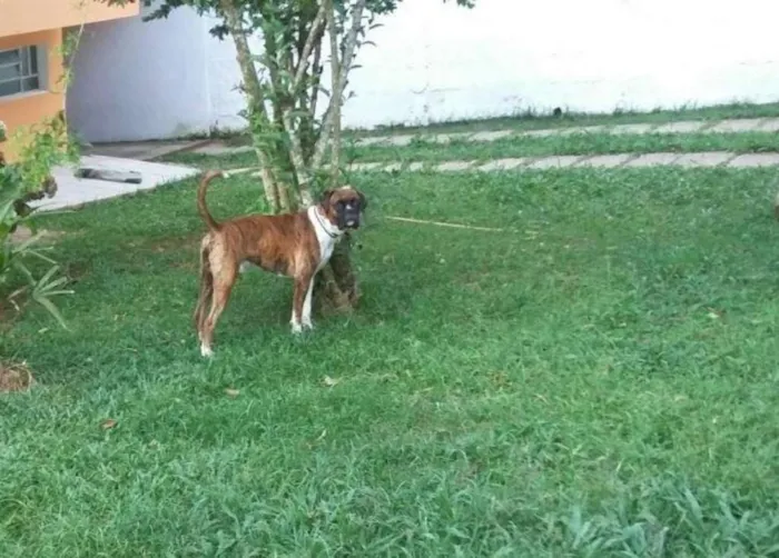 Cachorro ra a Boxer idade 6 ou mais anos nome Max