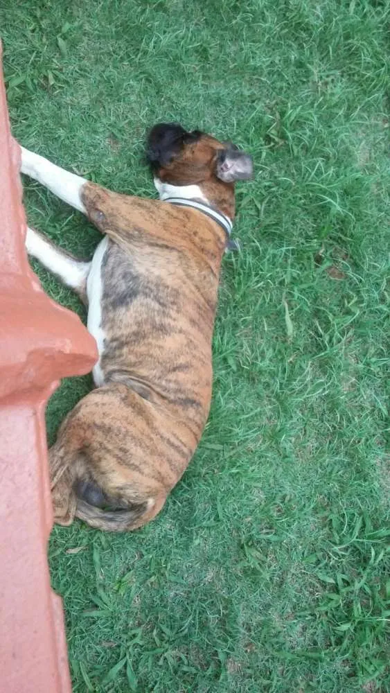 Cachorro ra a Boxer idade 6 ou mais anos nome Max