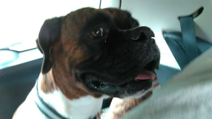 Cachorro ra a Boxer idade 6 ou mais anos nome Max