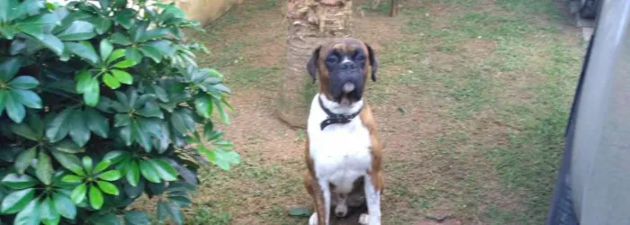 Cachorro ra a Boxer idade 6 ou mais anos nome Max