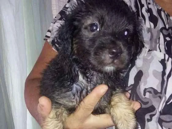 Cachorro raça Srd idade Abaixo de 2 meses nome Sem nome