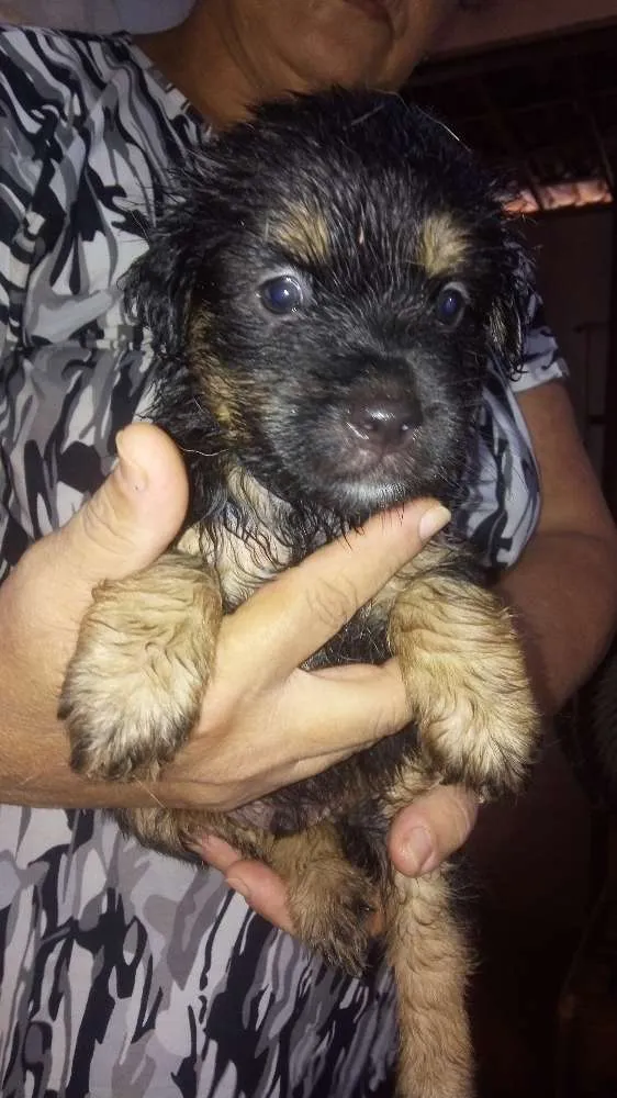 Cachorro raça Srd idade Abaixo de 2 meses nome Sem nome