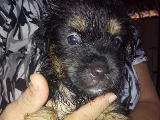 Cachorro raça Srd idade Abaixo de 2 meses nome Sem nome