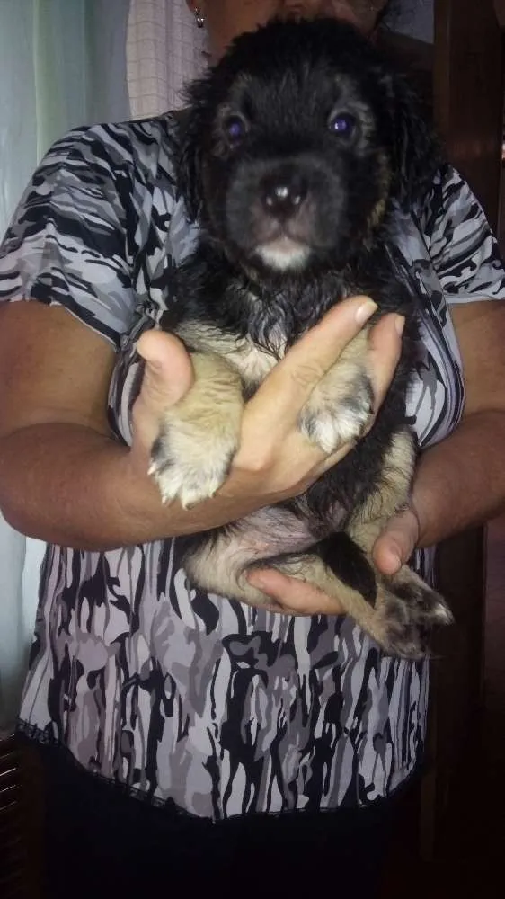 Cachorro raça Srd idade Abaixo de 2 meses nome Sem nome