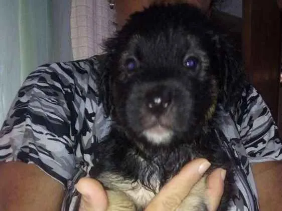 Cachorro raça Srd idade Abaixo de 2 meses nome Sem nome