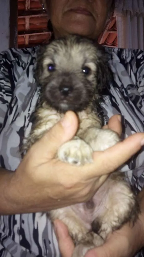 Cachorro raça Srd idade Abaixo de 2 meses nome Sem nome
