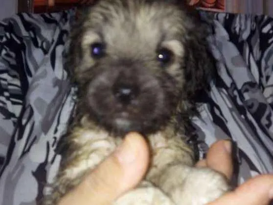 Cachorro raça Srd idade Abaixo de 2 meses nome Sem nome
