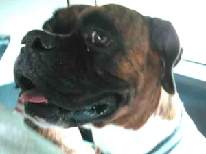 Cachorro raça Boxer idade 6 ou mais anos nome Max