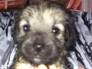 Cachorro raça Srd idade Abaixo de 2 meses nome Sem nome