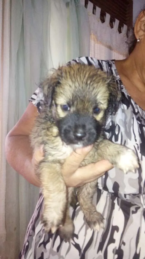 Cachorro raça Srd idade Abaixo de 2 meses nome Sem nome