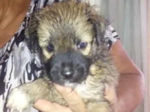 Cachorro raça Srd idade Abaixo de 2 meses nome Sem nome
