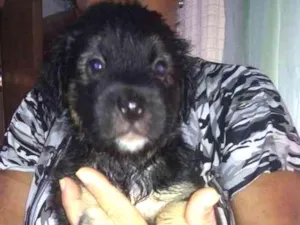 Cachorro raça Srd idade Abaixo de 2 meses nome Sem nome