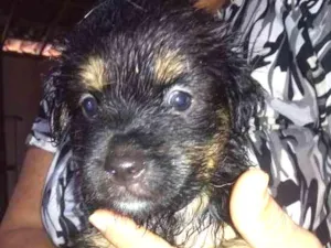 Cachorro raça Srd idade Abaixo de 2 meses nome Sem nome