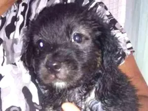 Cachorro raça Srd idade Abaixo de 2 meses nome Sem nome
