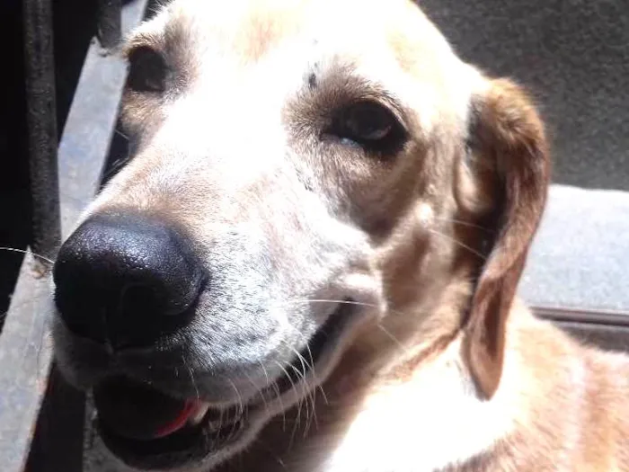 Cachorro ra a Cruza com Labrador idade 5 anos nome Bob