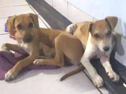 Cachorro ra a Sem raça definida idade Abaixo de 2 meses nome João e Maria 