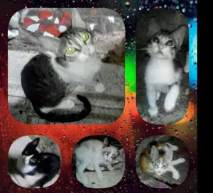 Gato raça São gatos viralatas idade 2 a 6 meses nome Jake,Tom, Ametista..
