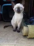 Gato raça Siames idade Abaixo de 2 meses nome Nino
