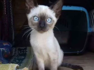 Gato raça Siames idade Abaixo de 2 meses nome Nino