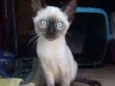 Gato raça Siames idade Abaixo de 2 meses nome Nino
