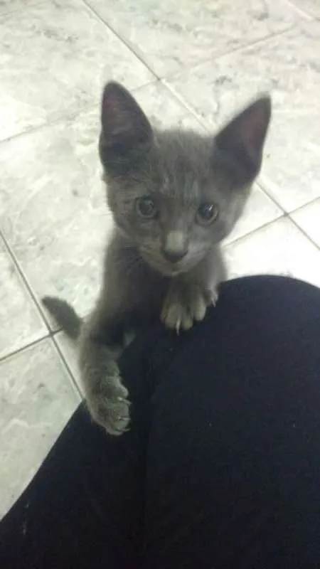 Gato ra a - idade 2 a 6 meses nome TRICKS