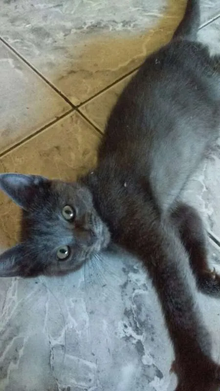 Gato ra a - idade 2 a 6 meses nome TRICKS