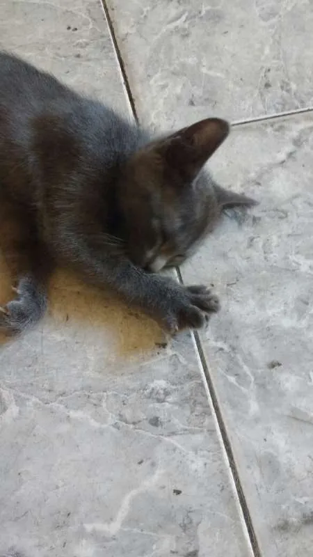 Gato ra a - idade 2 a 6 meses nome TRICKS