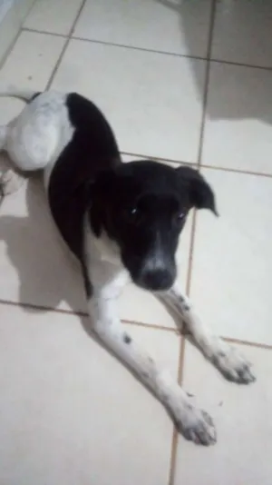 Cachorro raça Desconhecida idade 2 a 6 meses nome Nina