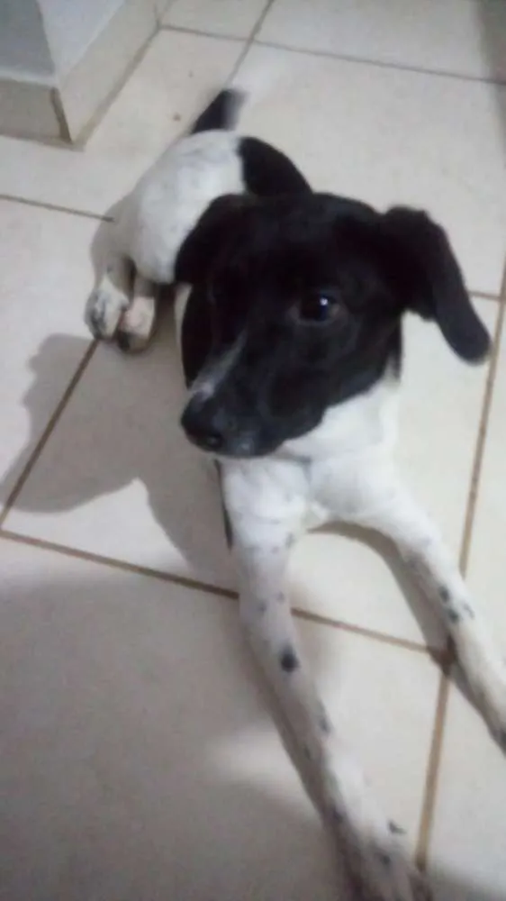 Cachorro ra a Desconhecida idade 2 a 6 meses nome Nina