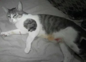 Gato raça São gatos viralatas idade 2 a 6 meses nome Gatinhos p/adoção...