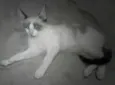 Gatinhos p/adoção...