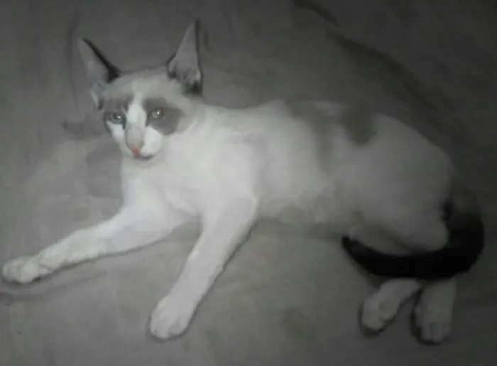 Gato raça Viralata idade 2 a 6 meses nome Gatinhos p/adoção...